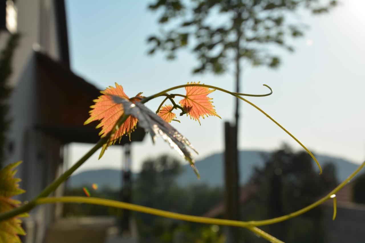 Katzer Villa Badacsonytördemic エクステリア 写真